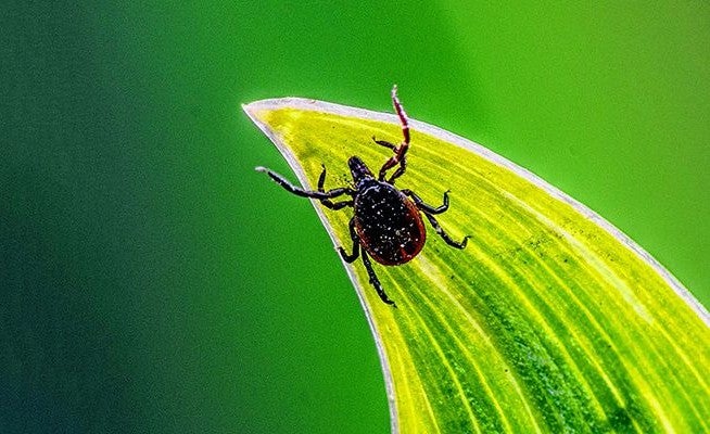 Ticks are prevalent throughout NYS