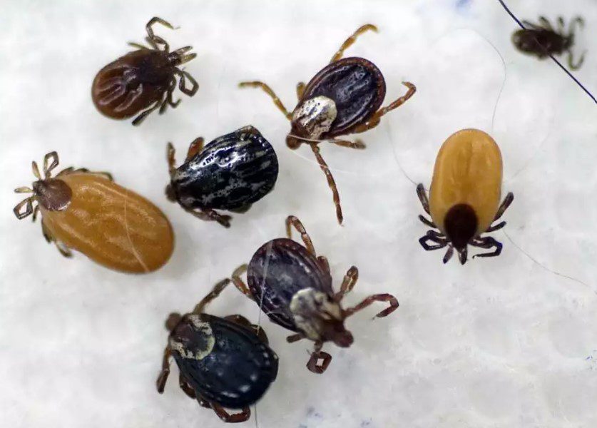 Photo by Claire Hughes/Times Union