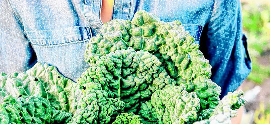 kale - the ultimate superfood