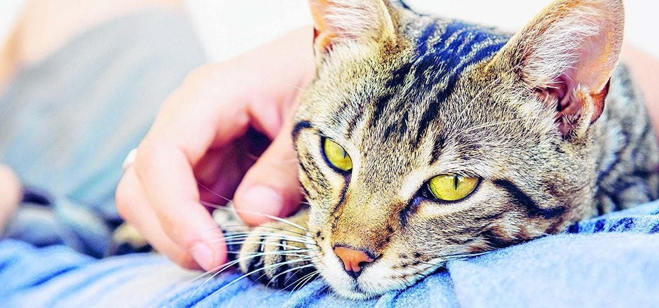 Pets and Good Health