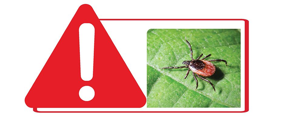 spring means the return of TICKS!