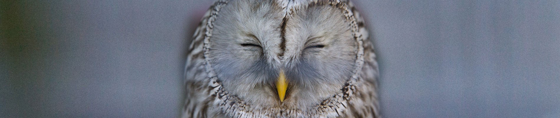 Sleep Medicine Banner